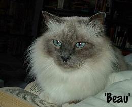 Beau, Male Blue Point Birman (sacred cat of Burma); 280x210